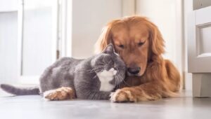 KEDİ SAHİPLERİ İLE KÖPEK SAHİPLERİ ARASINDAKİ FARKLAR (FARZ-I MİSAL)